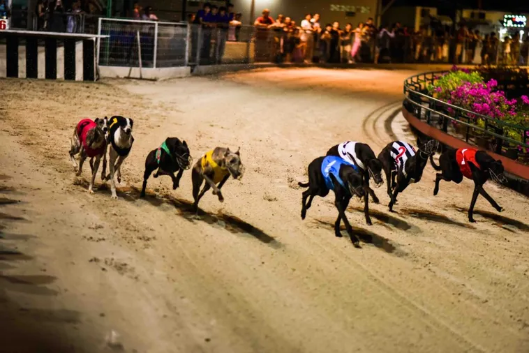 Cách Chơi Game Nhanh Đua Chó Tại 98Win Kịch Tính Nhất 2025